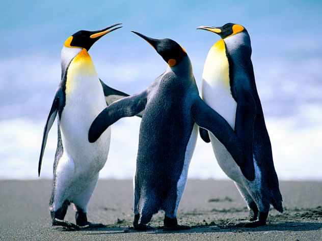 Pingvins of Madagascar
