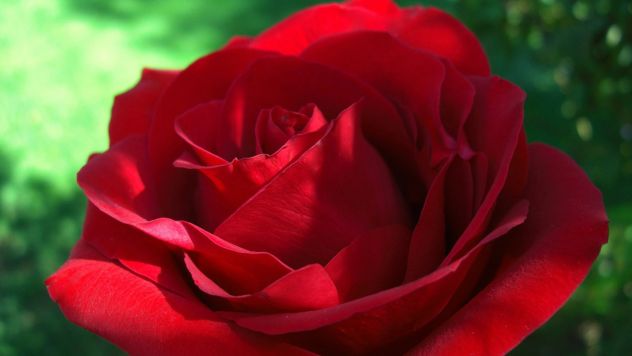 Postanak crvene ruže, po mitologiji vezan je za smrt Adonisa , lepog mladića-pastira u koga se zaljubila Afrodita. On je po predanju, bio smrtno ranjen od divljeg vepra i Afrodita mu je pritekla u pomoć. Međutim boginja je morala da se provuče kroz gust  zasad ruža i tada je iz njenog izranavljenog tela šiknula krv i obojila u crveno sve okolne bele ruže.