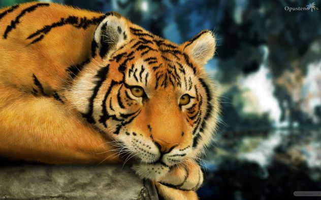 I love tigres