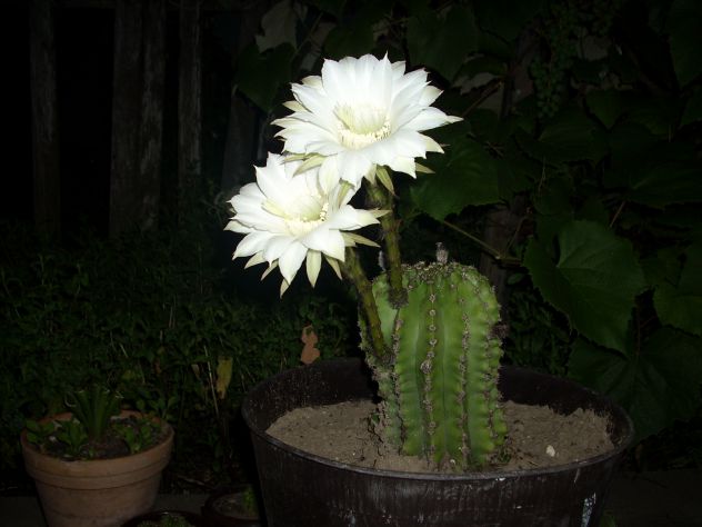 kaktus nocu