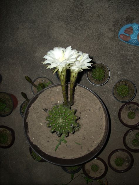 kaktus nocu