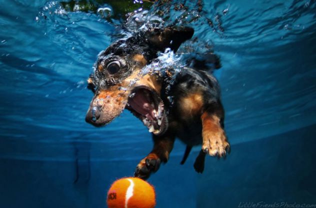 Psi ispod vode